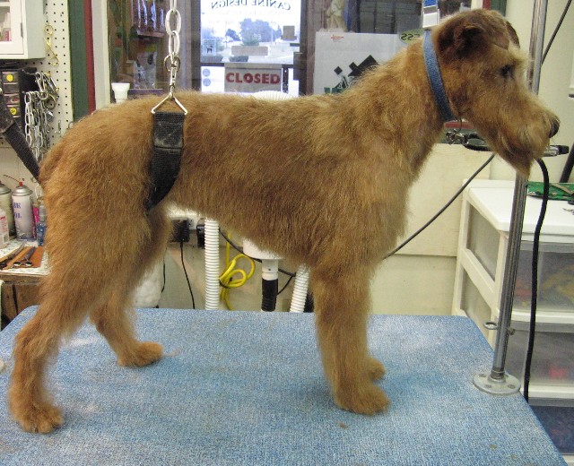 Irish Terrier Grooming Chart