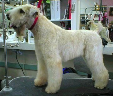 Black Russian Terrier Grooming Chart